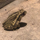 Out looking for bugs